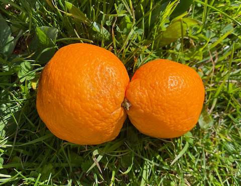 480 KIRSTEN SCOTT 5043 72dpi