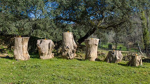 Boomstronken MVW3 A023 02231256 S00210R 2 480X372